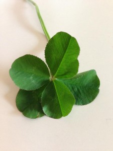 5-leaf clover